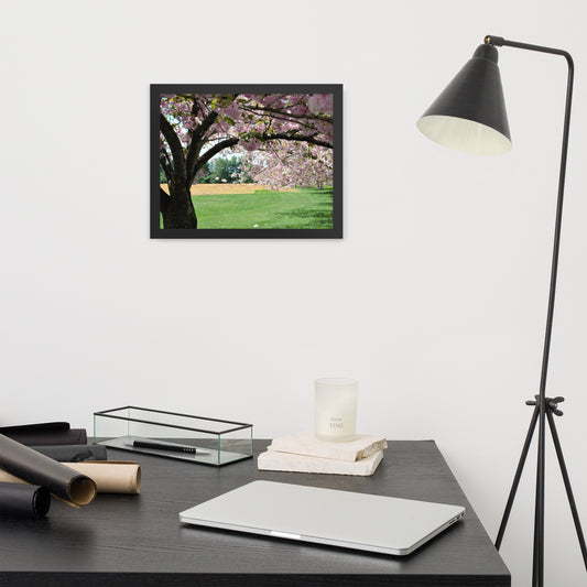 Apple Blossom Shower Framed Poster