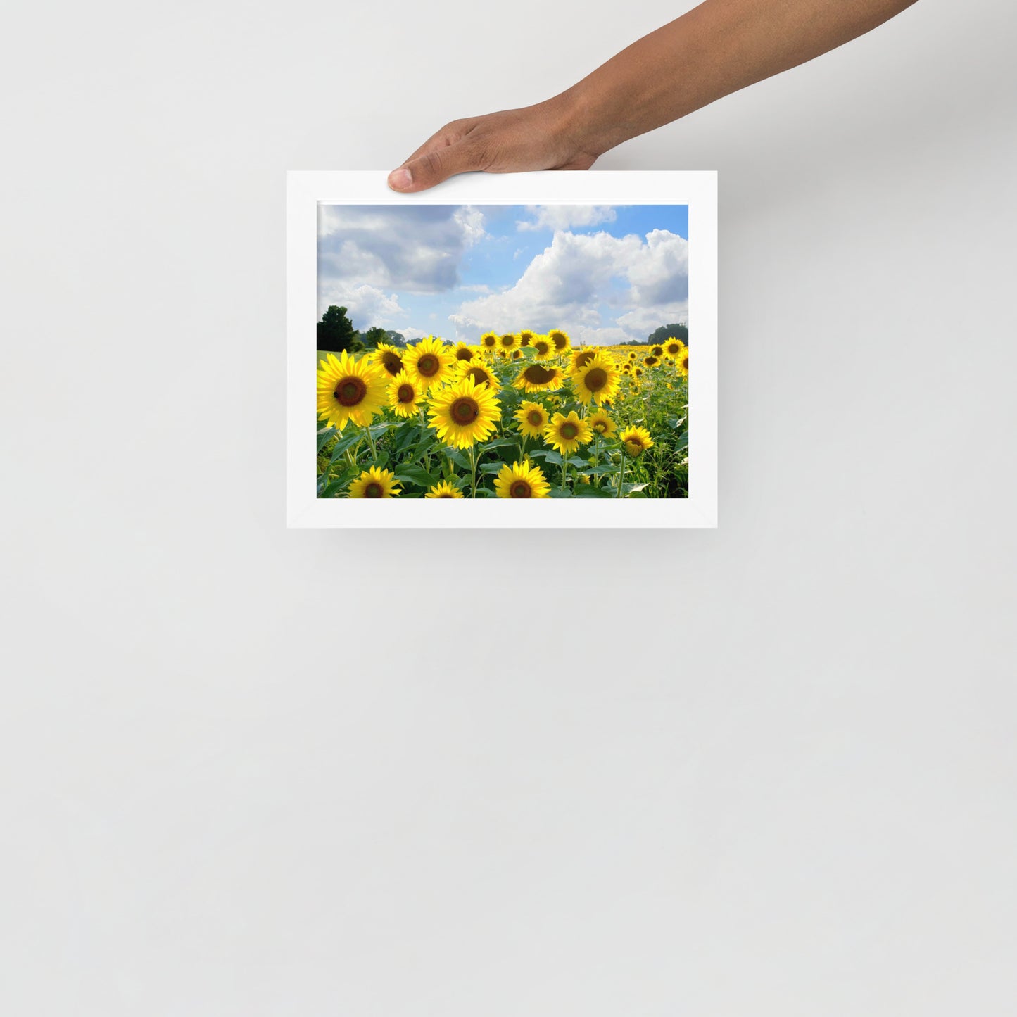 Sunflower Field Framed poster