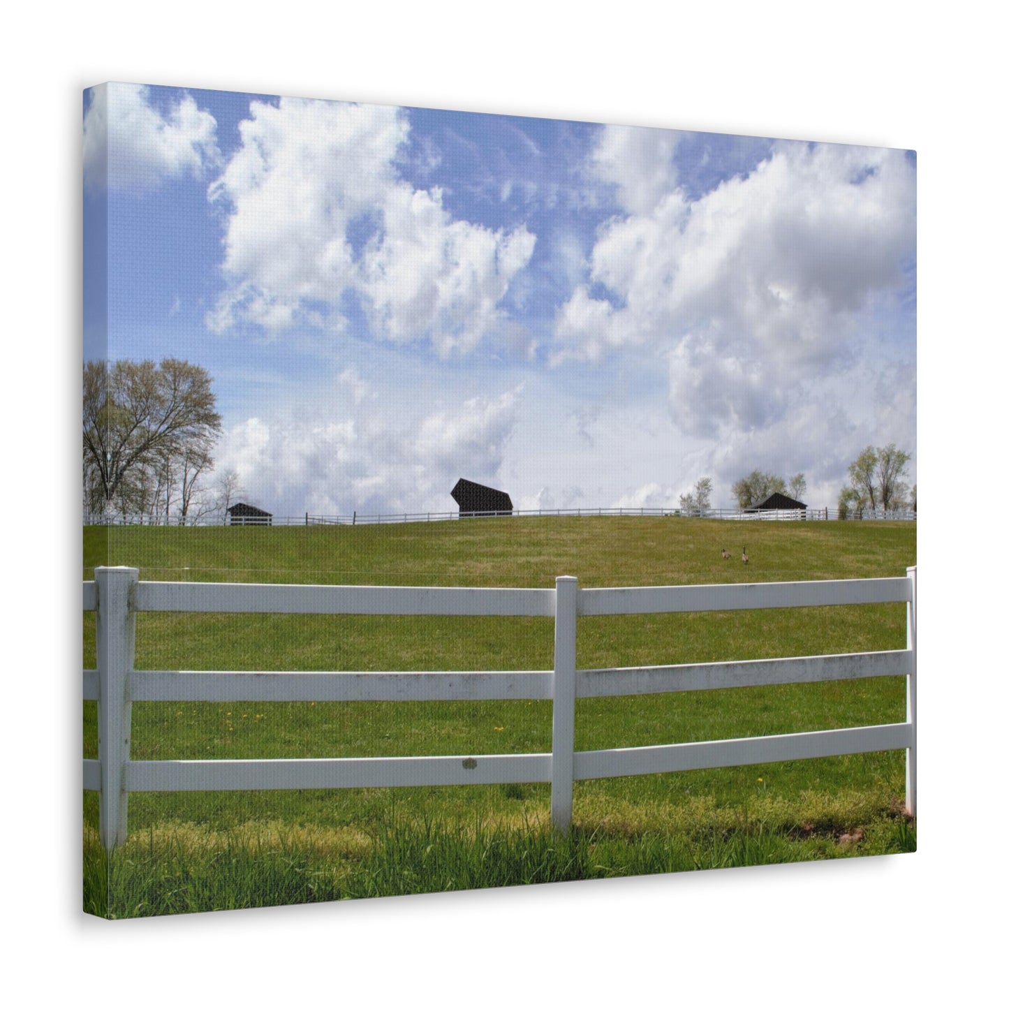 Farm Scene with White Fence Canvas