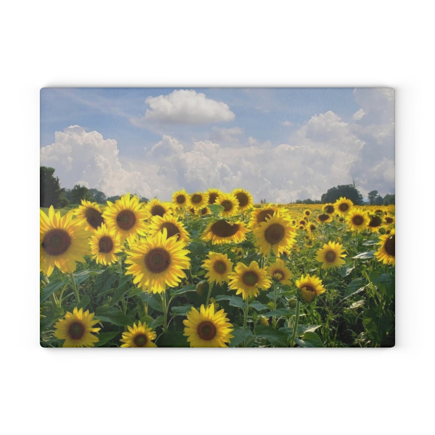 Sunflower Field Glass Cutting Board