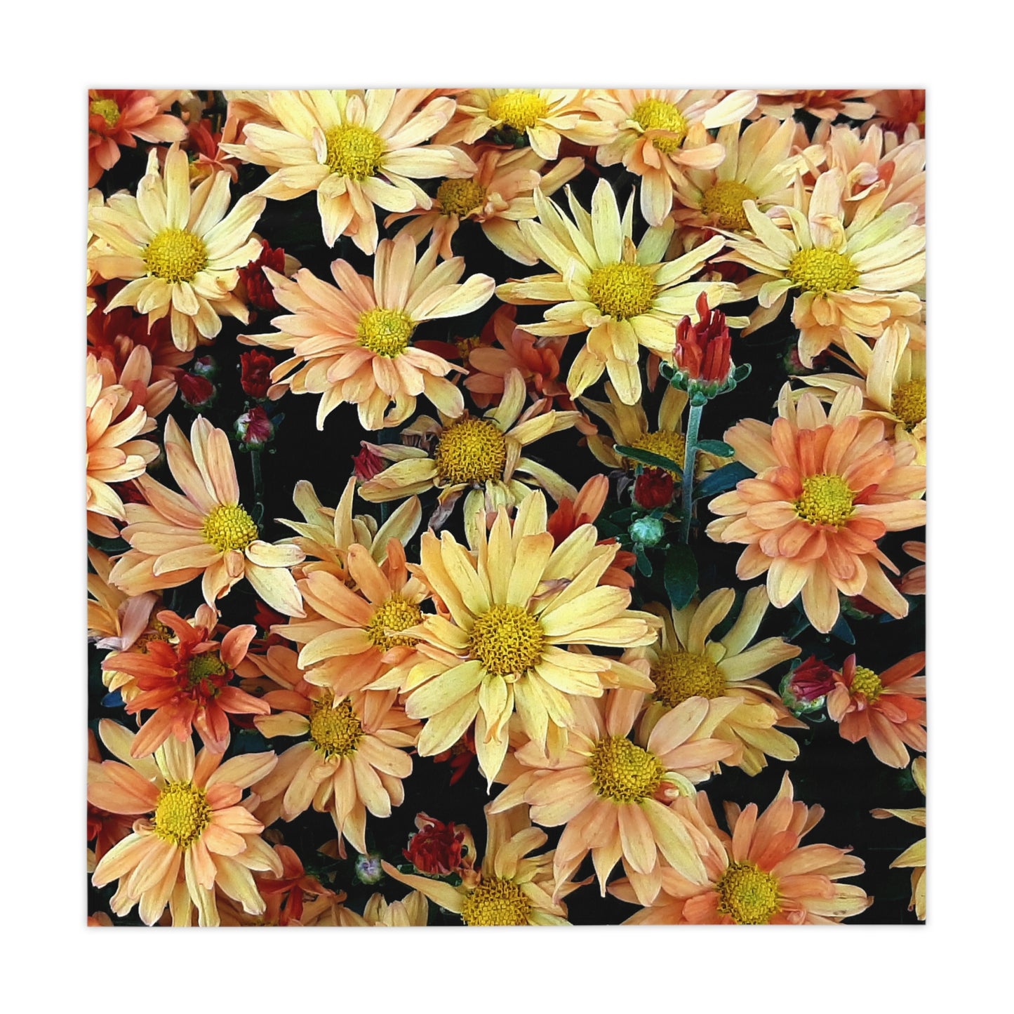 Fall Asters Tablecloth