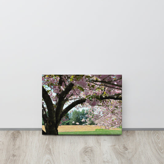 Cherry Blossoms on the Farm Printed Canvas