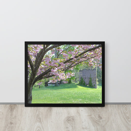 Cherry Blossoms and Ruins in Pennsylvania Framed poster