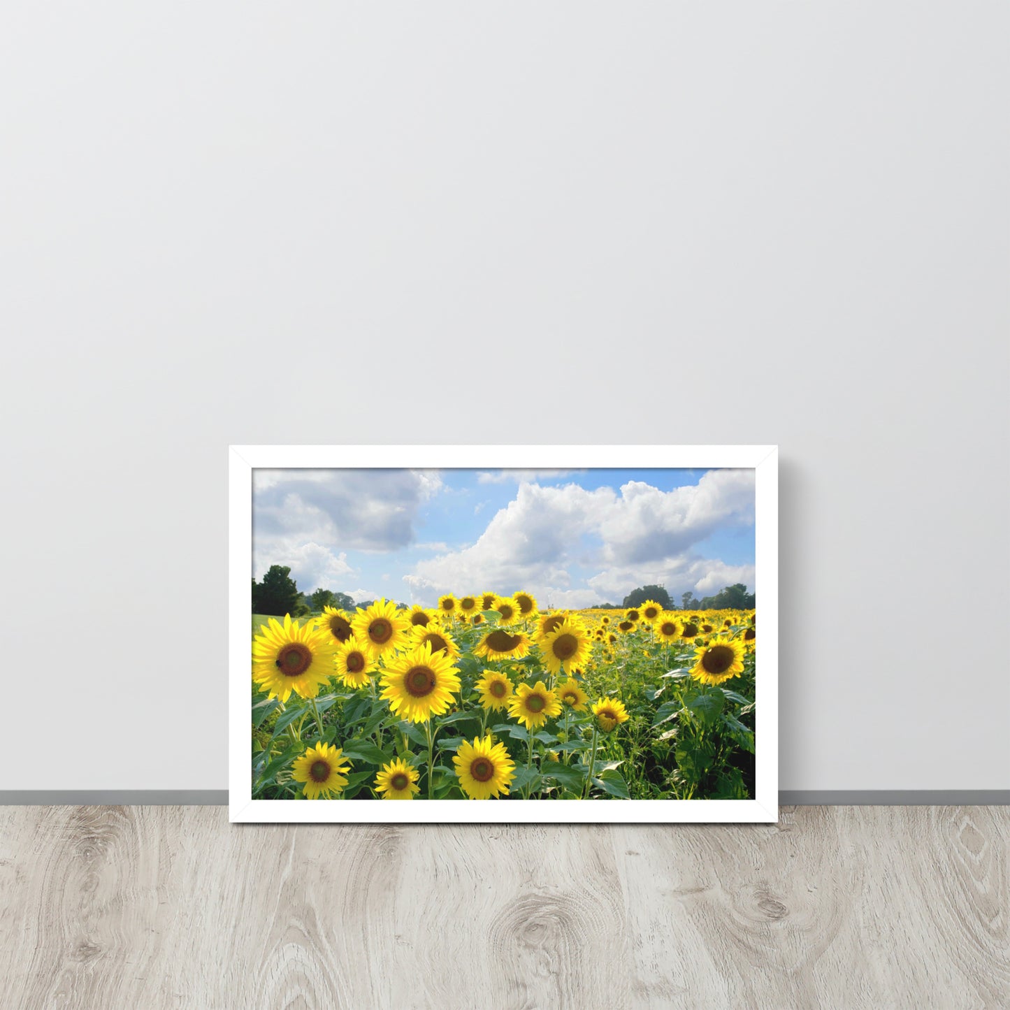 Sunflower Field Framed poster