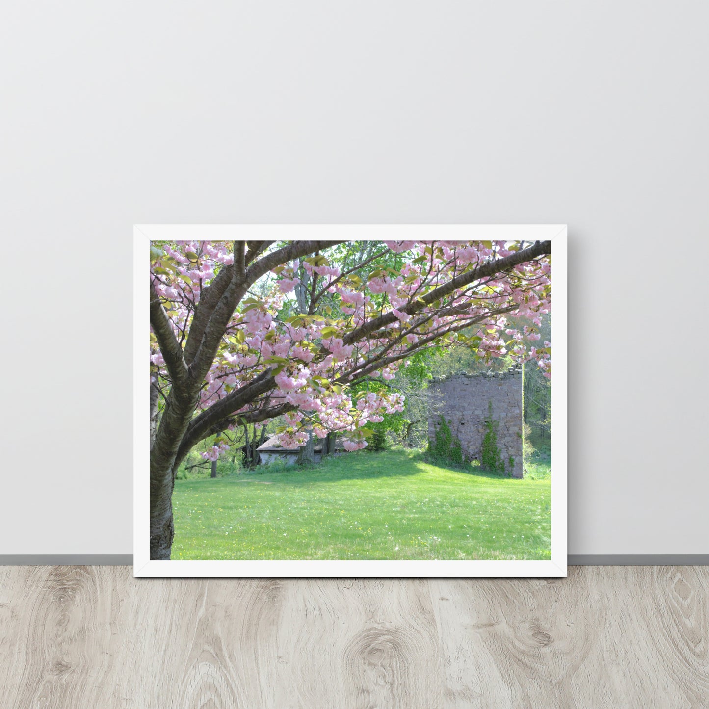 Apple Blossoms among the Ruins in Pennsylvania Framed poster